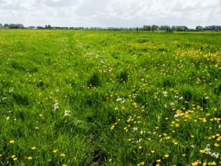 Grutto weidevogelmengsel