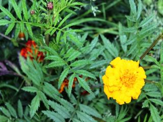 Tagetes Patula