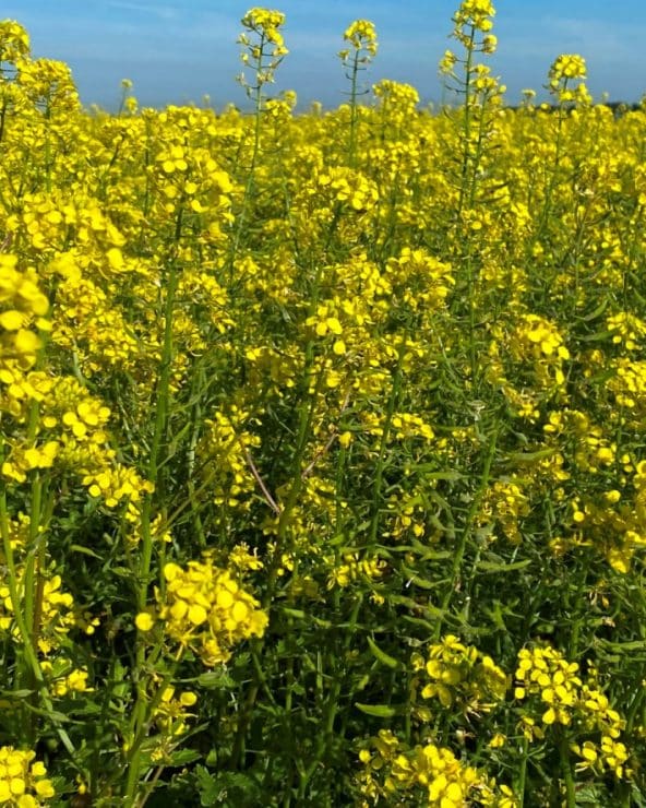 Fox gele mosterd is geschikt voor biologische teelt