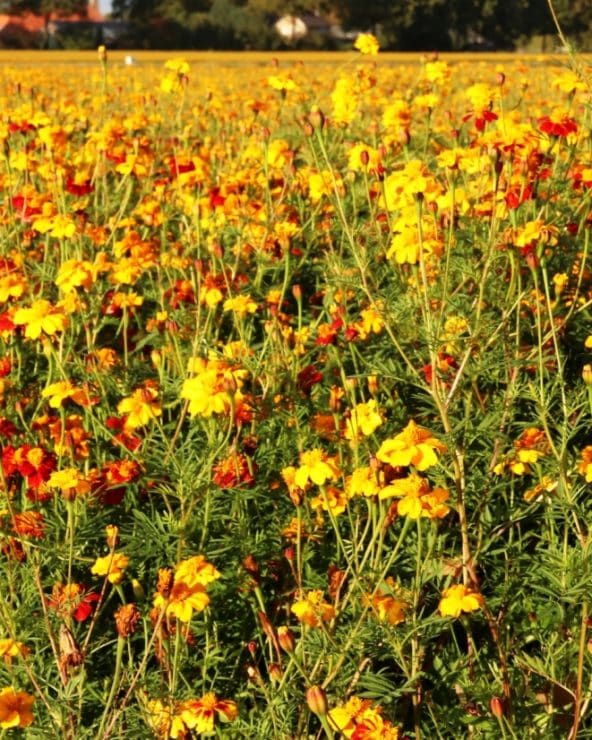 tagetes patula