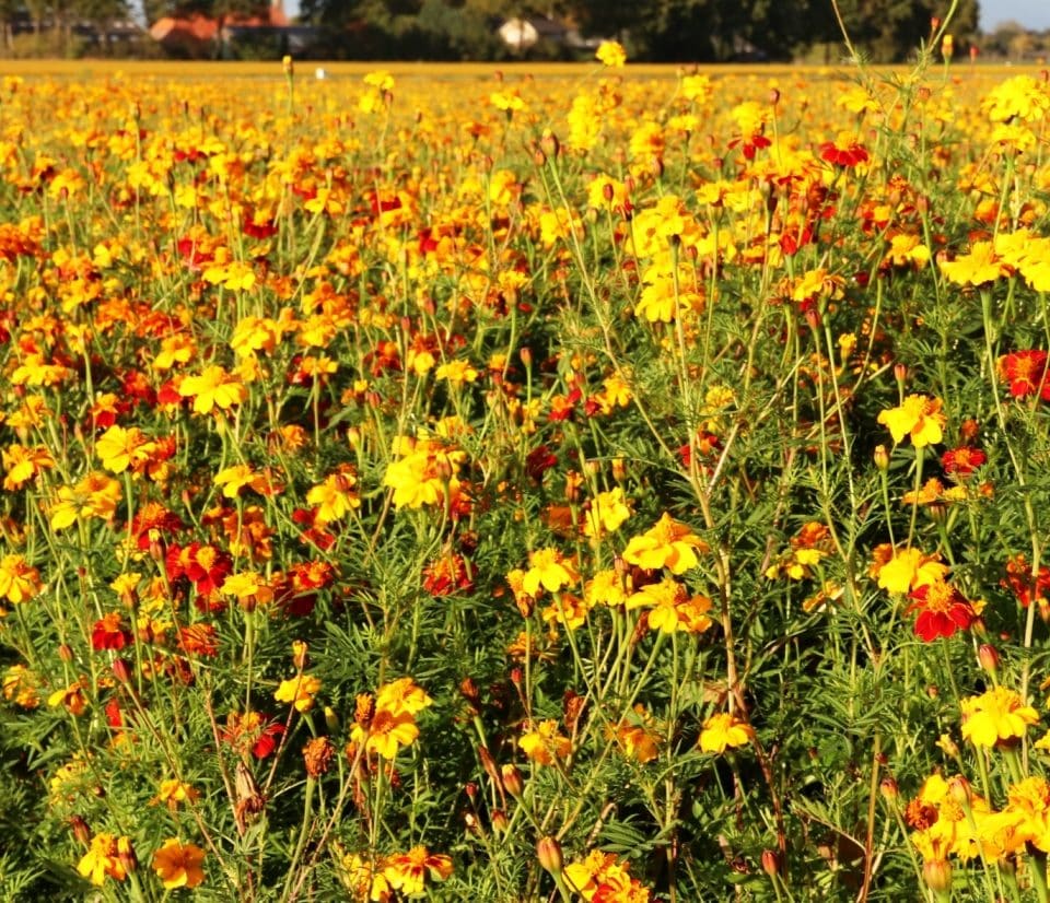 tagetes patula